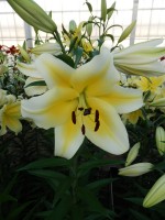 [4149 Manissa No02.JPG]